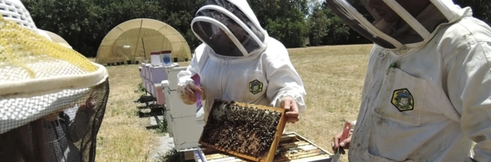 Extension apiculturist Elina Lastro Niño (center) of the UC Davis Department of Entomology and Nematology, working a hive at the Harry H. Laidlaw Jr. Honey Bee Research facility. (Photo by Kathy Keatley Garvey)