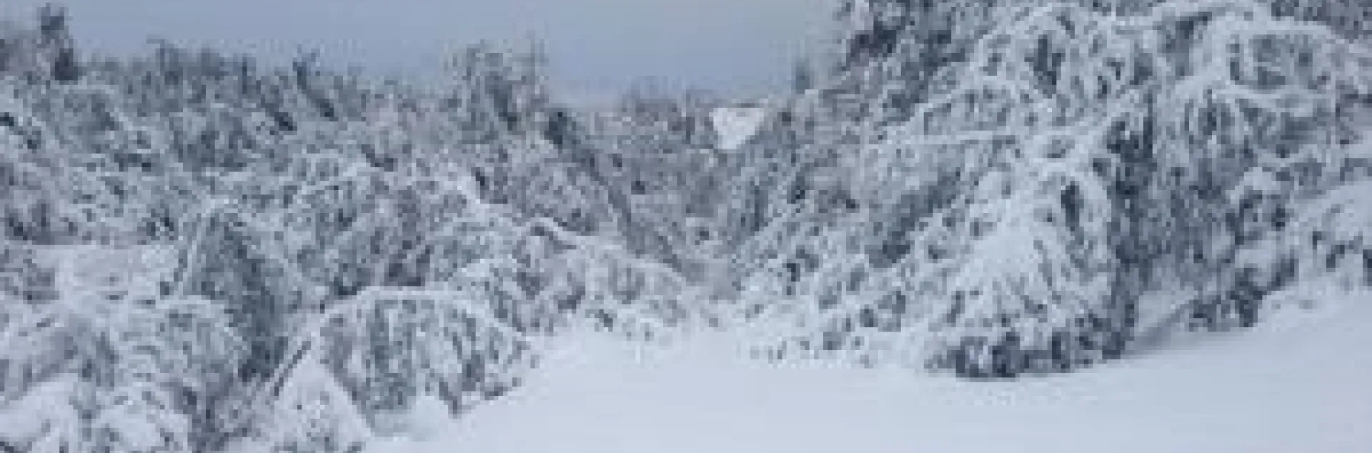 avocado snow Temecula