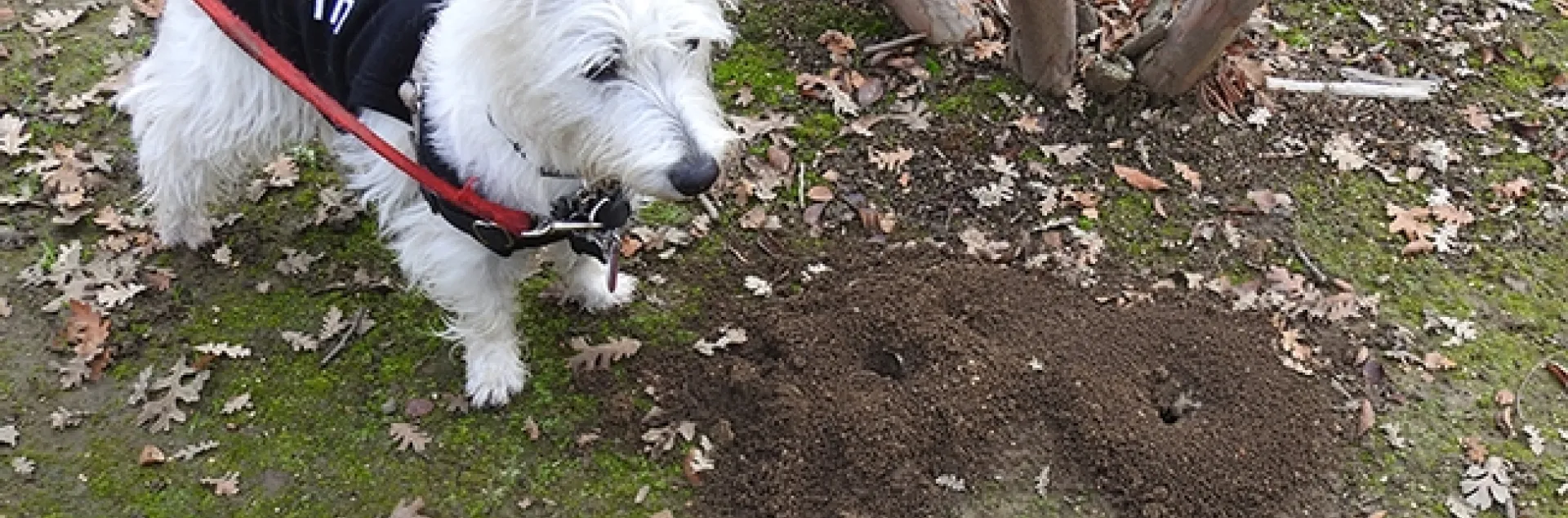 Piper, a West Highland white terrier, aka Westie, "polices" two carpenter ant mounds in a Vacaville park. (Photo by Kathy Keatley Garvey)
