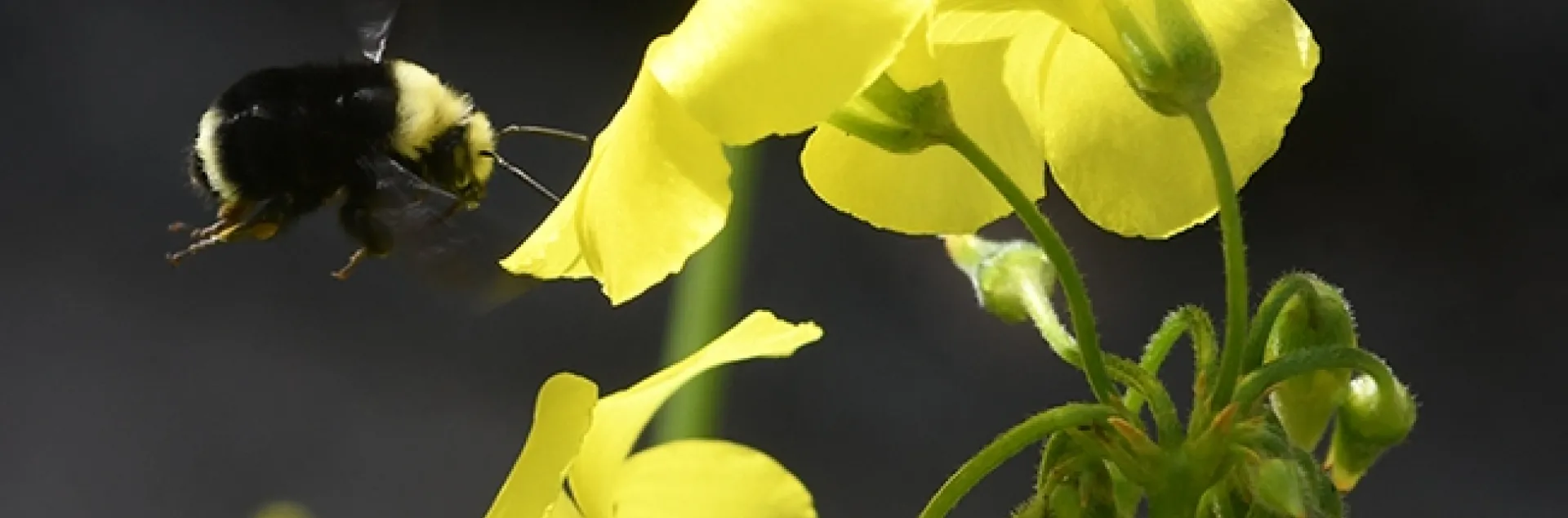 A yellow-faced bumble bee, Bombus vosnesenskii, heads for oxalis blossoms in Benicia on Jan. 13, 2021. (Photo by Kathy Keatley Garvey)