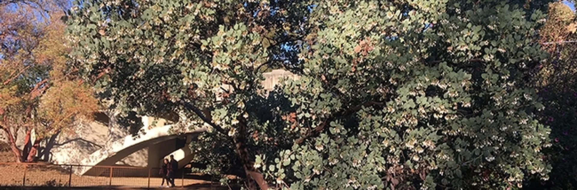 This manzanita plant at the UC Davis Arboretum and Public Garden, near Old Davis Road, is where UC Davis postdoctoral researcher Charlie Nicholson captured an image of the first bumble bee of the year. (Photo by Charlie Nicholson)