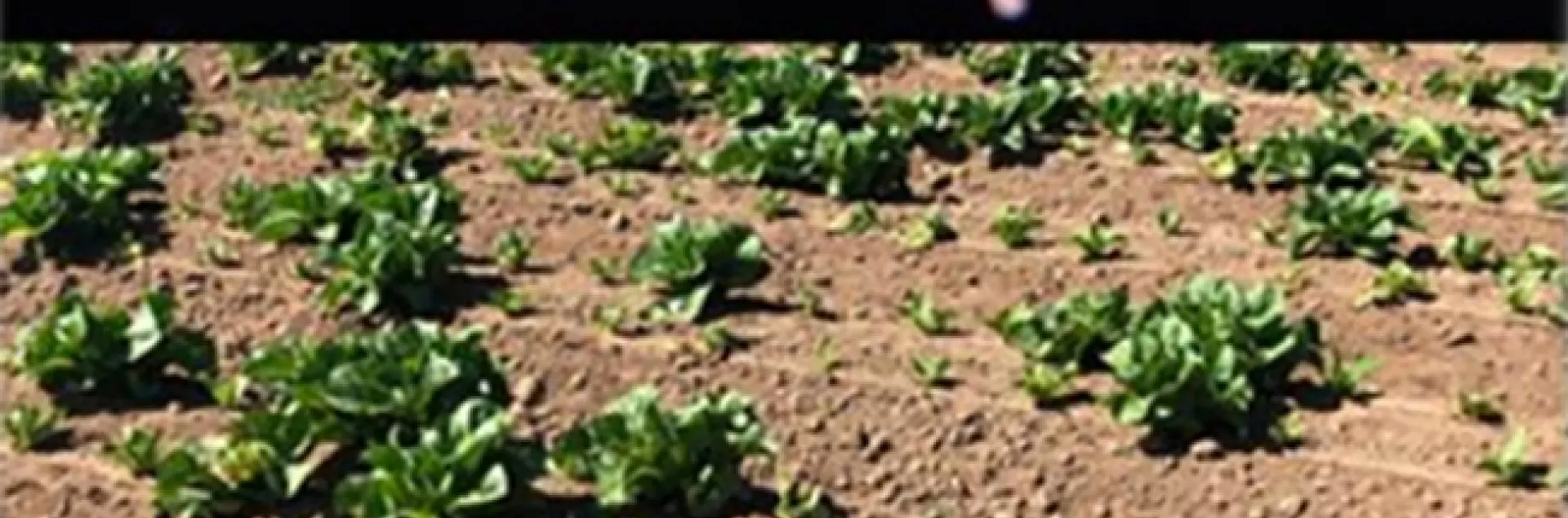 Thrips is a major pest of lettuce production in Salinas. (Illustration courtesy of Daniel Hasegawa)