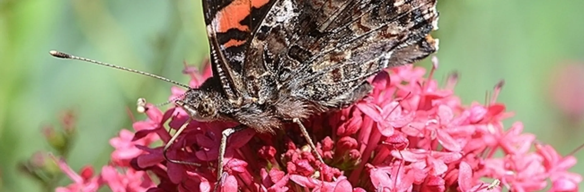 Red admiral, Vanessa atalanta. (Photo by Kathy Keatley Garvey)