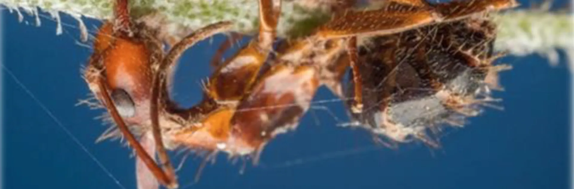 A Zombie ant. (Photo courtesy of Nash Turley)