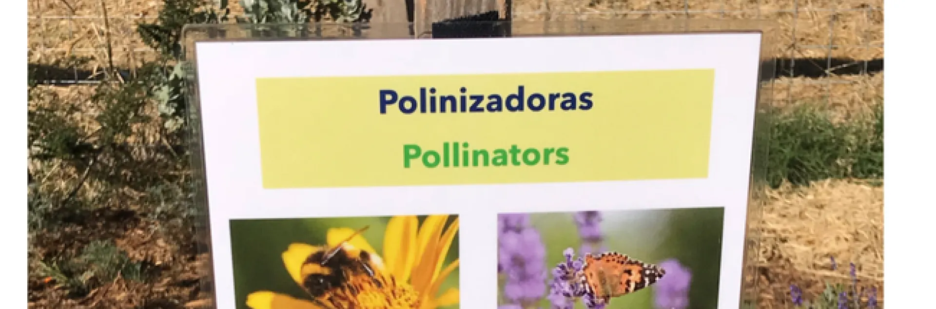 Flyer on a post that reads Pilinzadoras and Pollinars with bees and butterfly images.
