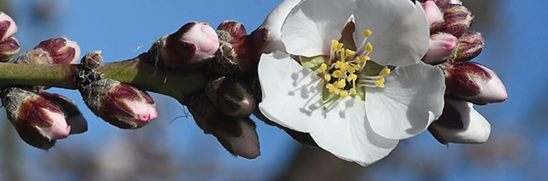 An almond blossom graces an area near the Benicia marina on Jan. 23, 2021. (Photo by Kathy Keatley Garvey)