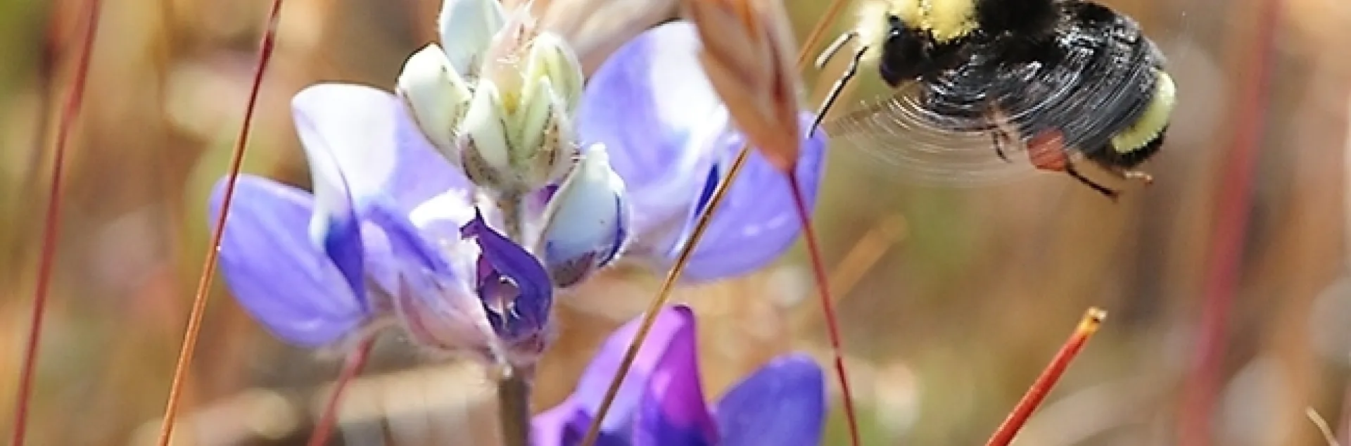 A yellow-faced bumble bee, Bombus vosnesenskii heading for lupine at the Hastings Natural History Reserve, Carmel Valley, Monterey County. (Photo by Kathy Keatley Garvey)