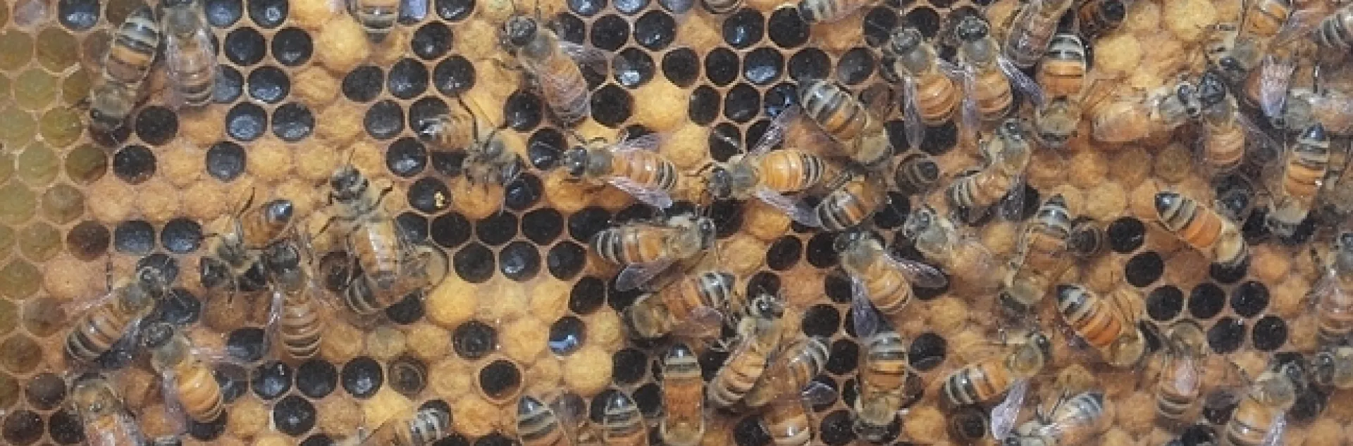 Honey bee colony. Photo by Kathy Keatley Garvey