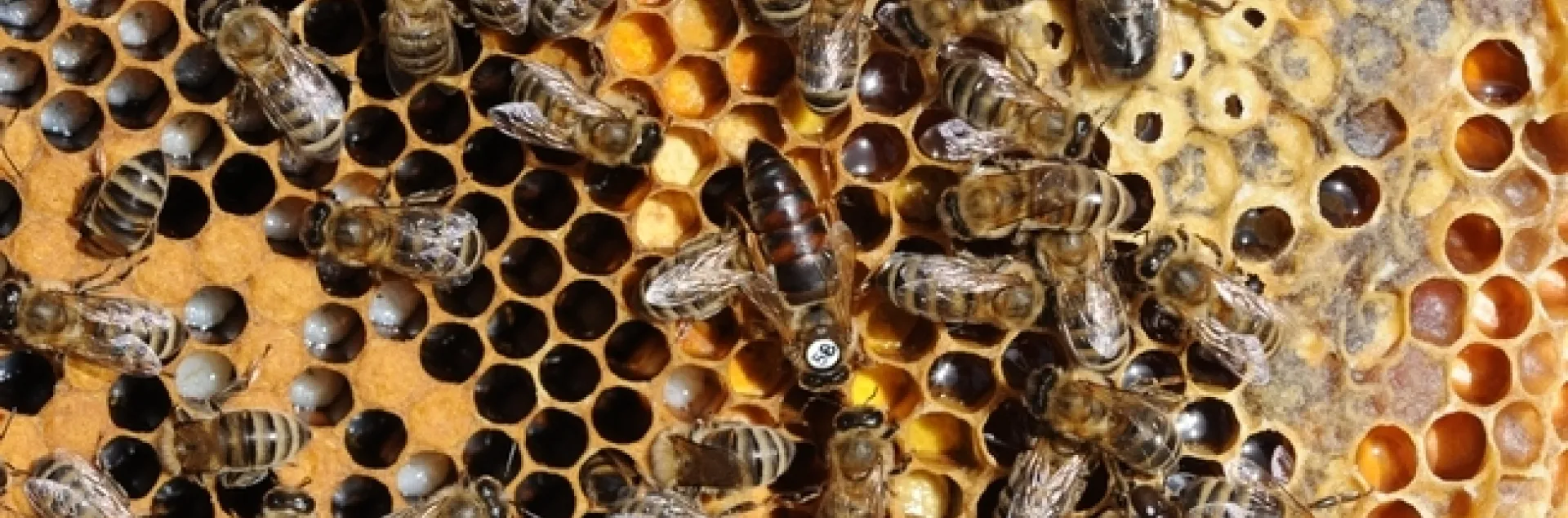 Inside a hive. (Photo by Kathy Keatley Garvey)