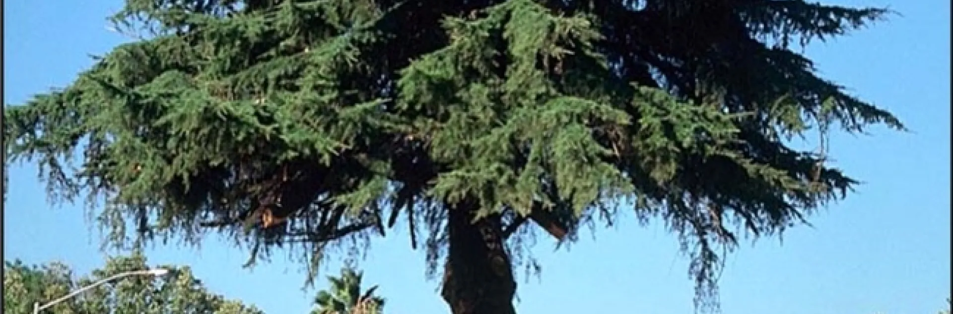 Healthy cedar tree being root pruned. (Ed Perry)