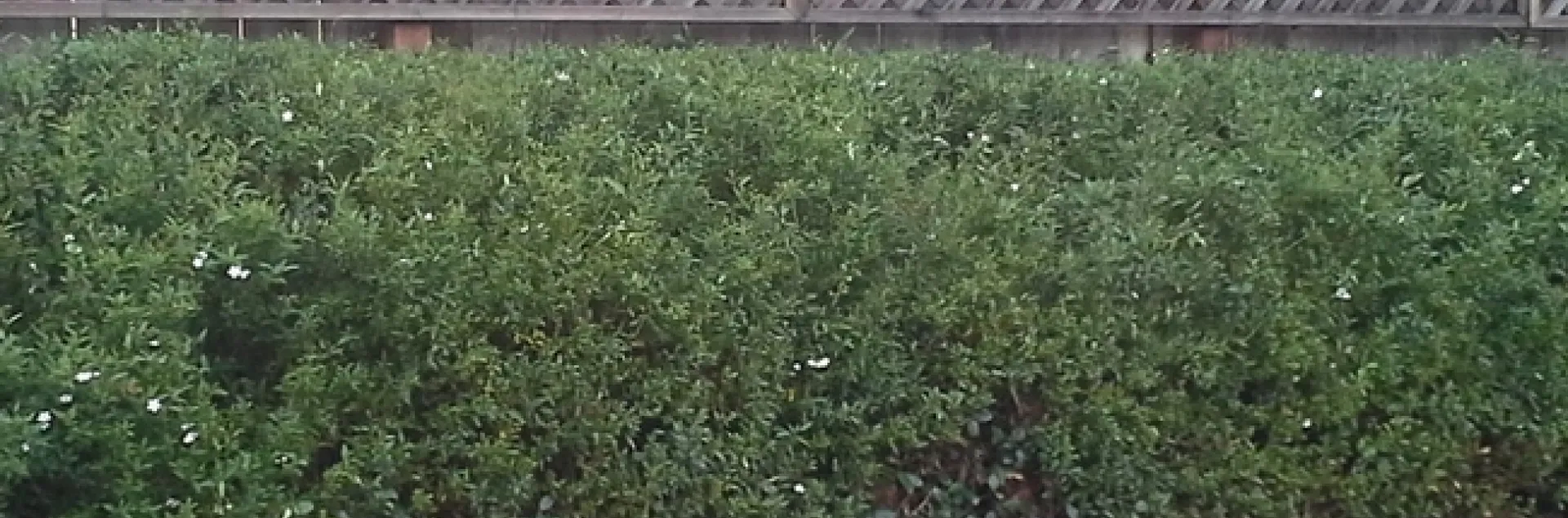 C-the way it looks today, two years later