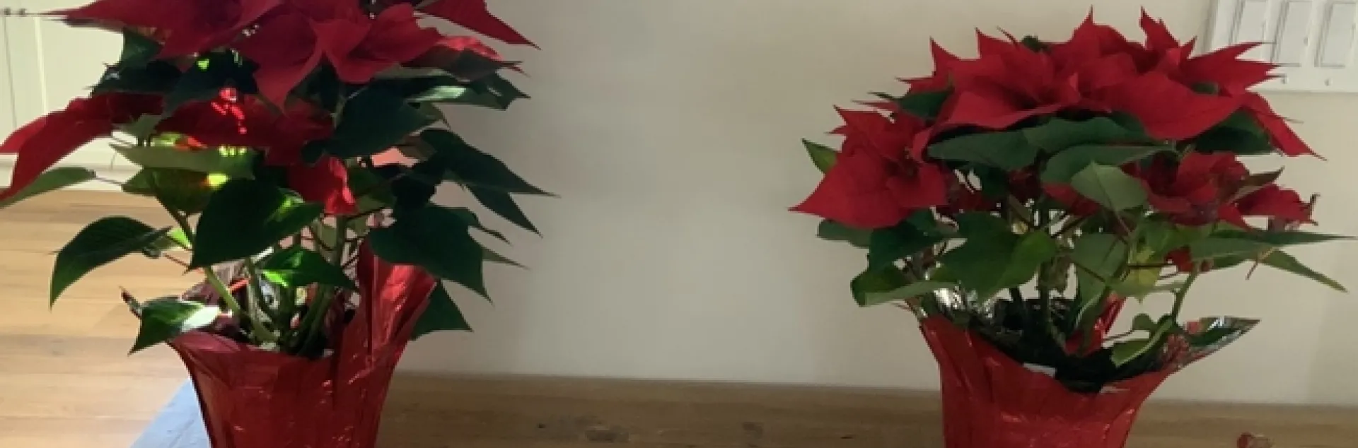 photo by Mary Gabbard