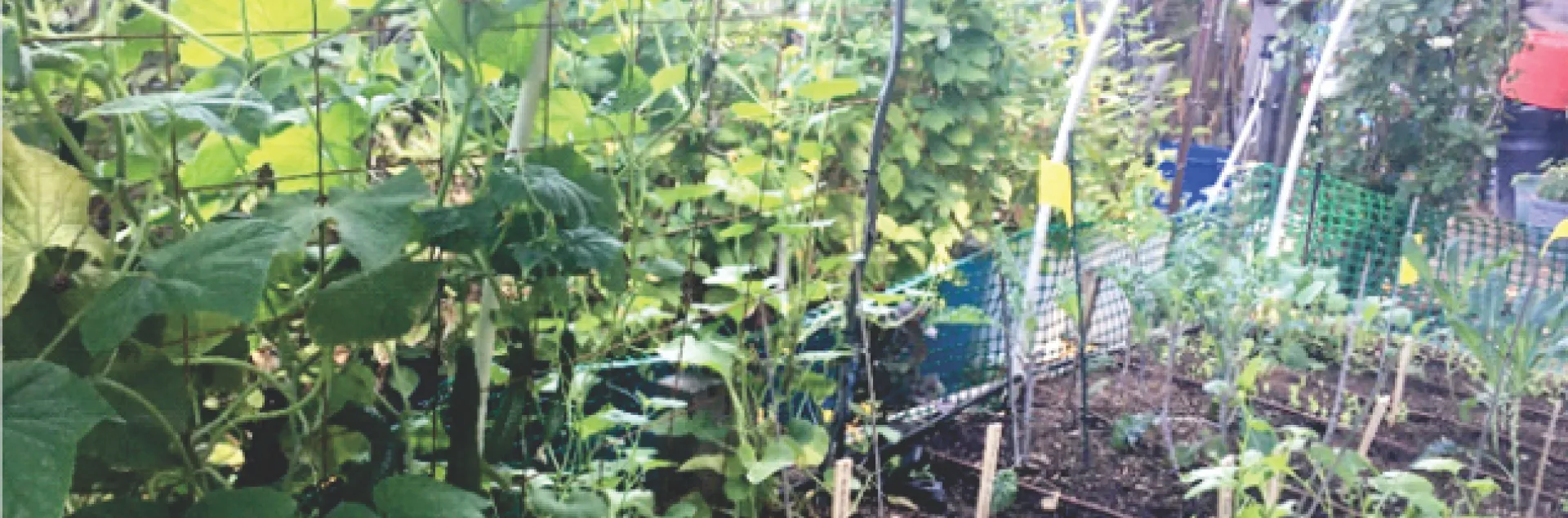 Cucumbers climbing inside the raised bed
