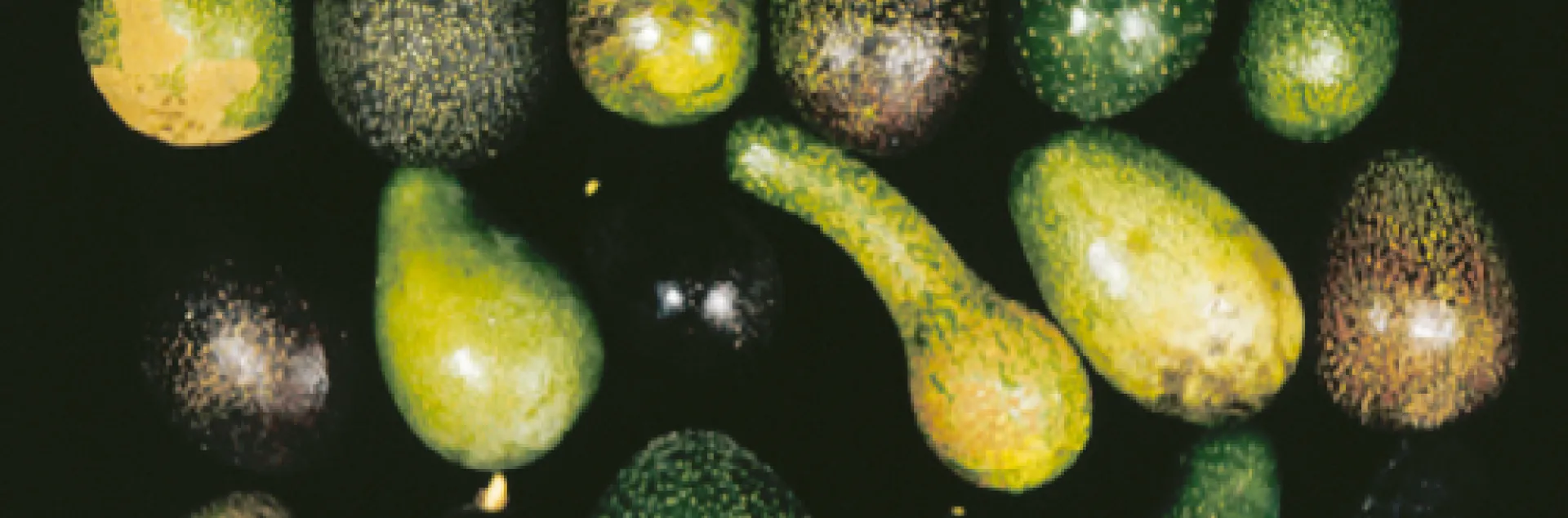 avocado vars mex guat west