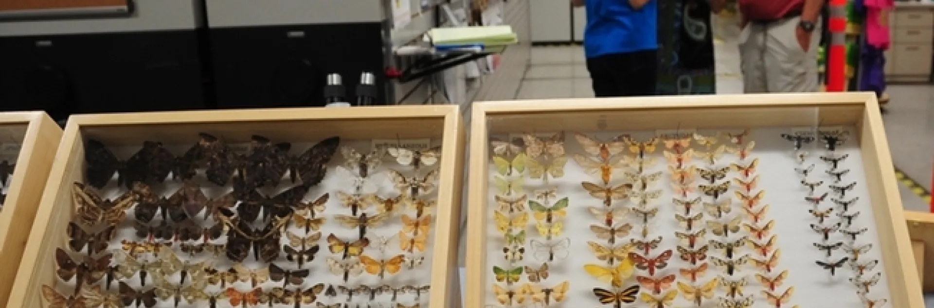 This was the scene at the Bohart Museum of Entomology at a recent UC Davis Biodiversity Museum Day, which this year, is expanding into a month. (Photo by Kathy Keatley Garvey)