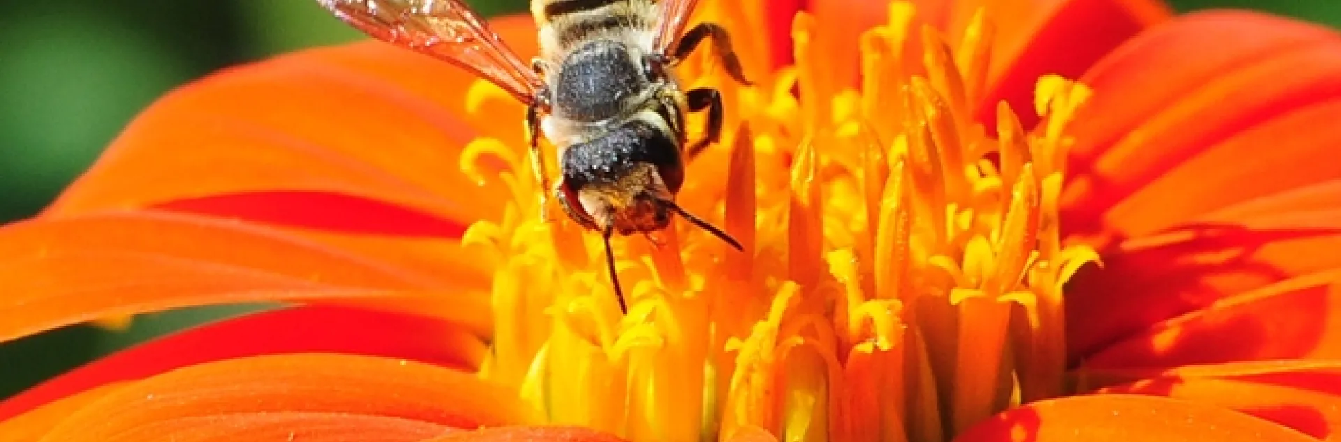 A native bee, Megachile fidelis, foraging on a Mexican sunflower (Tithonia) in the Häagen-Dazs Honey Bee Haven, UC Davis. (Photo by Kathy Keatley Garvey)