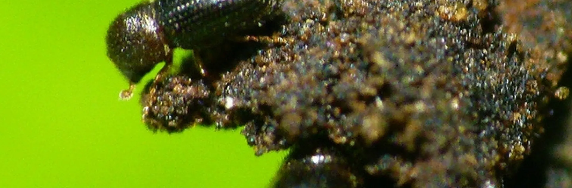 The coffee borer beetle, also known as the coffee berry borer, Hypothenemus hampei. (Courtesy of L. Shyamal, Wikipedia)