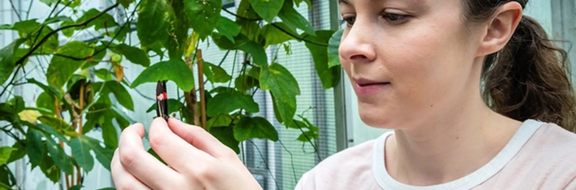Kathy Darragh with a Heliconius butterfly in the Madingley insectary at the University of Cambridge, England, where she received her doctorate. (Photo by Tom Almeroth-Williams)