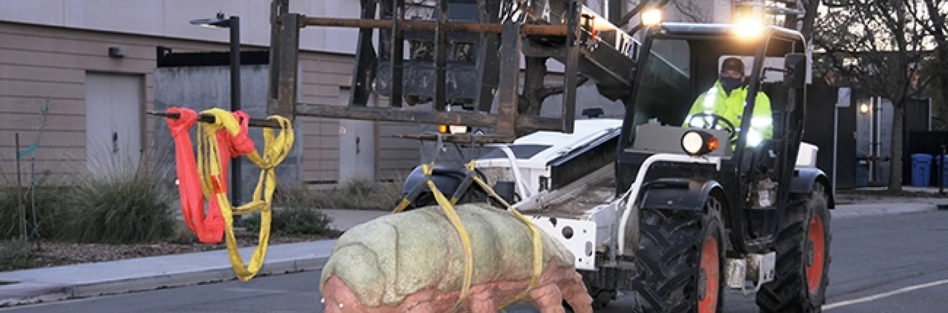 The water bear or tardigrade sculpture on its way to being installed at 7 a.m., Wednesday, Feb. 3 at the Bohart Museum of Entomology. (Photo by Lynn Kimsey)