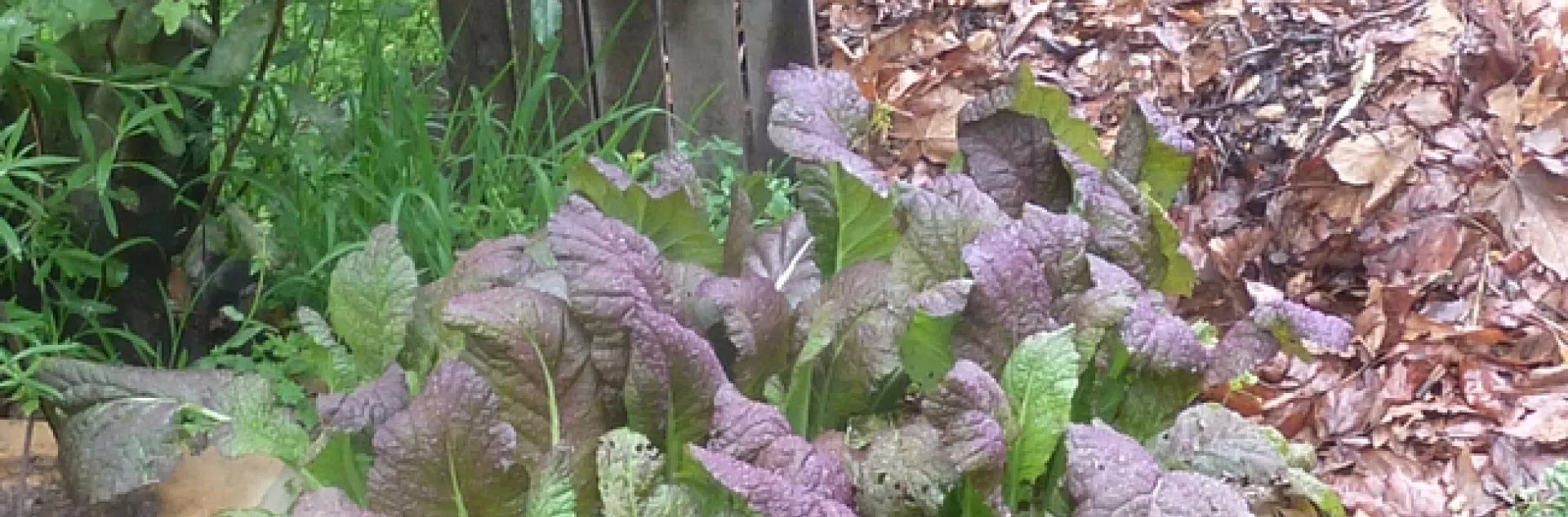 P1090355 Purple mustards by compost