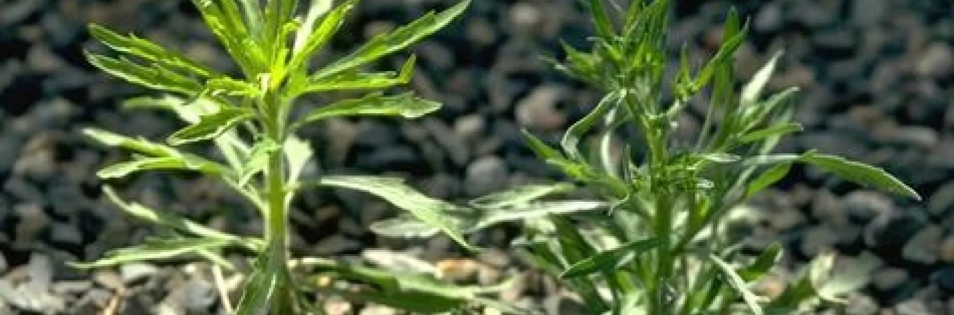 horseweed