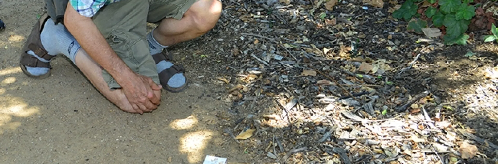 Professor Phil Ward looks for ants at the UC Davis Department of Entomology and Nematology's bee garden, the Häagen-Dazs Honey Bee Haven. (Photo by Kathy Keatley Garvey)
