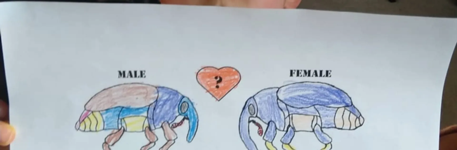 Six-year-old Toco Yang of Davis shows a page he colored from the Plant-Insect Interactions Coloring Book, the work of a team from the Santiago Ramirez lab, UC Davis Department of Evolution and Ecology.