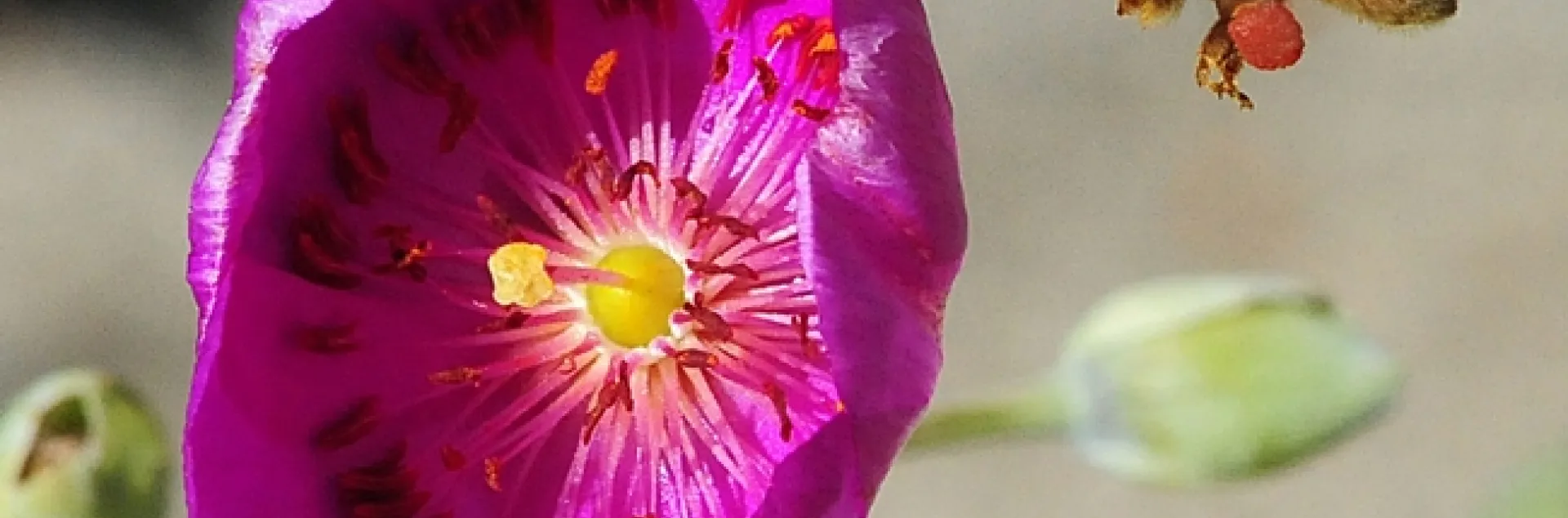 A honey bee in flight, packing red pollen from a rock purslane. (Photo by Kathy Keatley Garvey)