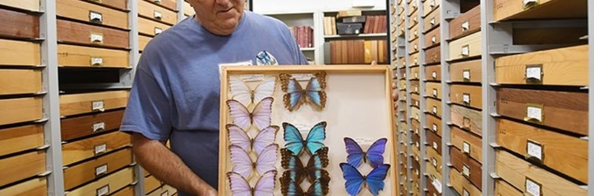 Entomologist Jeff Smith, a volunteer, curates the Lepidoptera (moths and butterflies) section at the Bohart Museum. (Photo by Kathy Keatley Garvey)