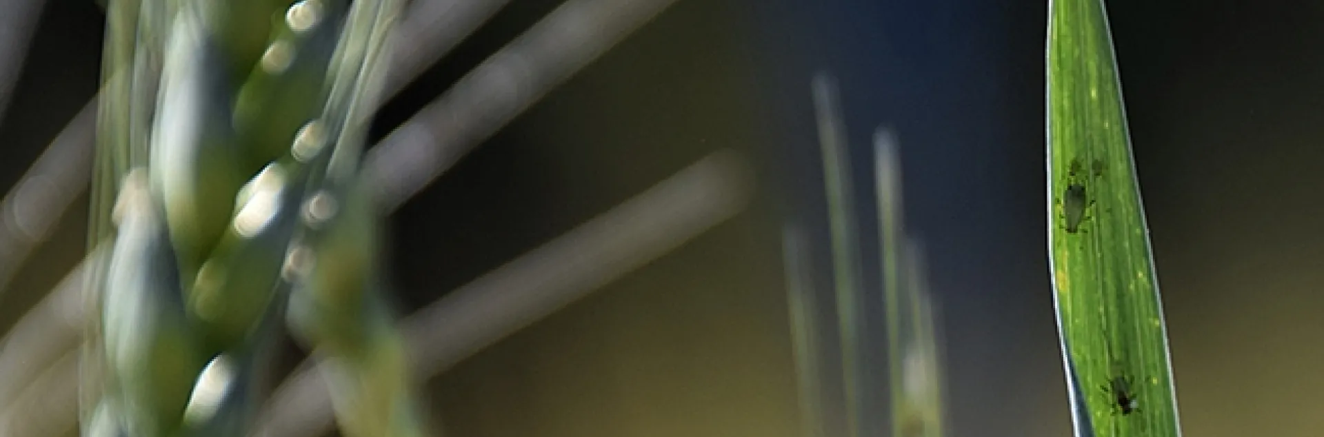 Postdoctoral scholar Jessica Kansman of Pennsylvania State University will speak on "To Be an Aphid in a Cruel World" at the Feb. 24th seminar hosted by the UC Davis Department of Entomology and Nematology. This image shows a winged aphid. (Courtesy of Jessica Kansman)