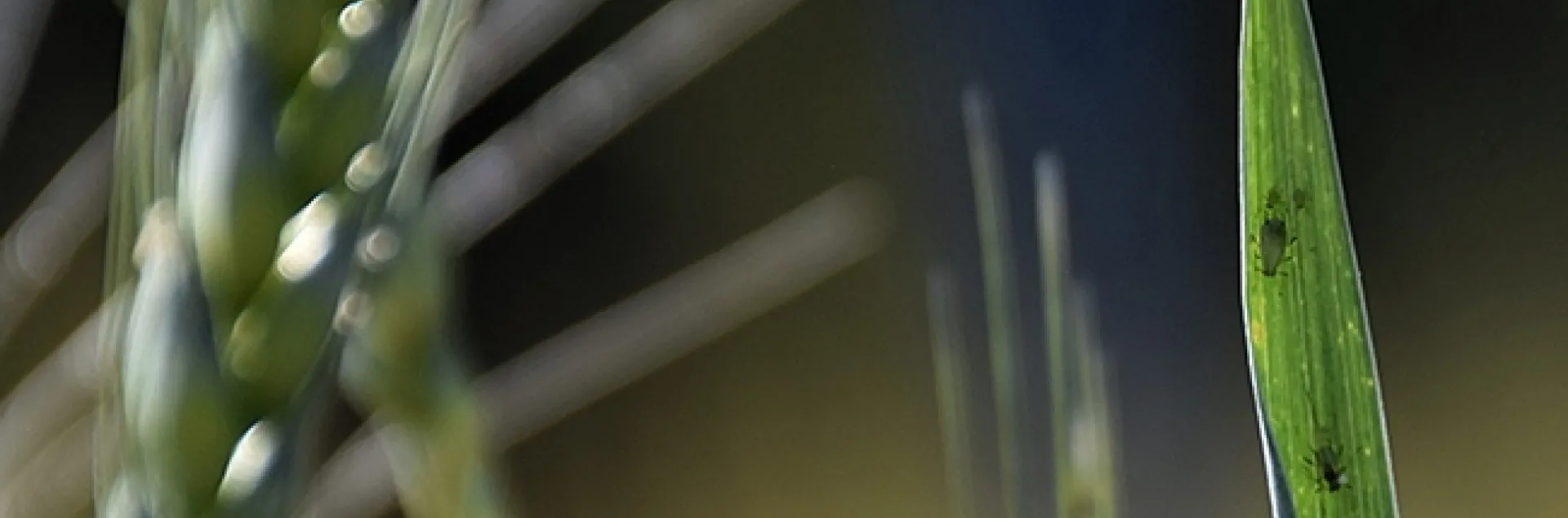 A winged aphid, photo courtesy of Jessica Kansman, Pennsylvania State University.