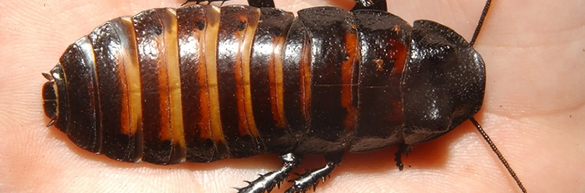 A Madagascar hissing cockroach from the Bohart Museum of Entomology, UC Davis. This is similar to what Bruce Hammock was rearing for a research project. (Photo by Kathy Keatley Garvey)