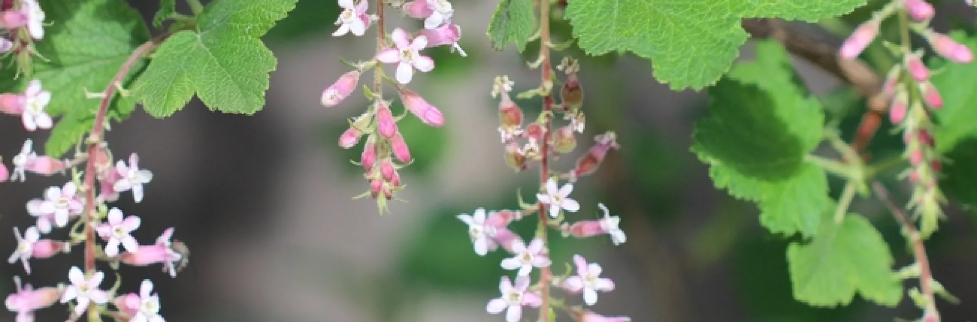 Chaparral currant 'Dancing Tassels'