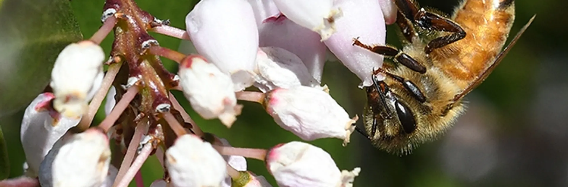 A honey bee foraging on manzanita in the UC Davis Department of Entomology and Nematology's Honey Bee Haven on Bee Biology Road. (Photo by Kathy Keatley Garvey)