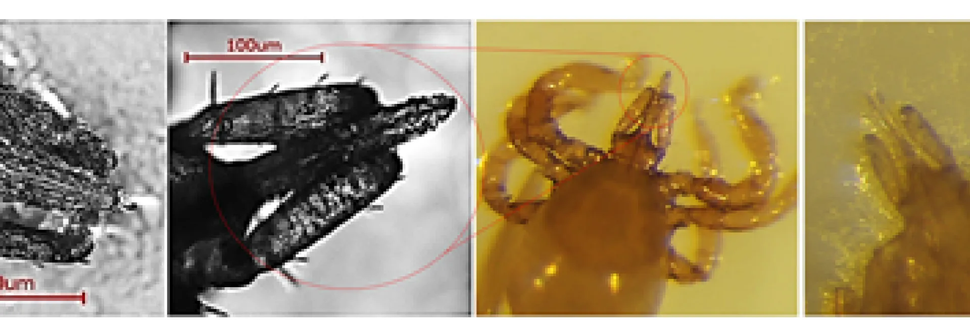 These are some of the illustrations that assistant professor Monika Gulia-Nuss will use in her presentation.