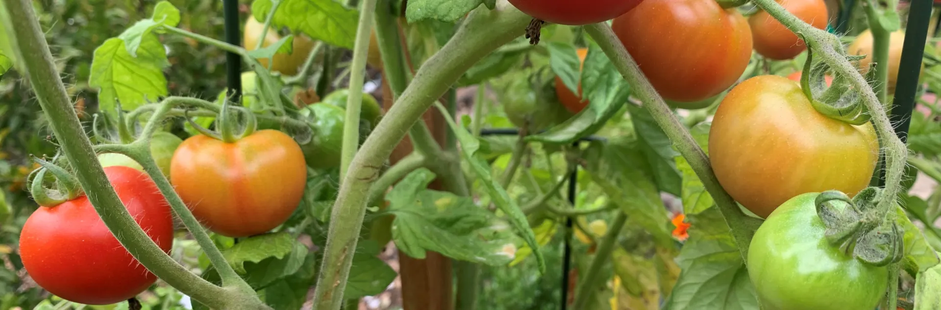 Tomatoes are a naturally vining plant. Stakes give support and cages minimize contact with soil and allow sun to ripen fruit. Photo: David S. Walker