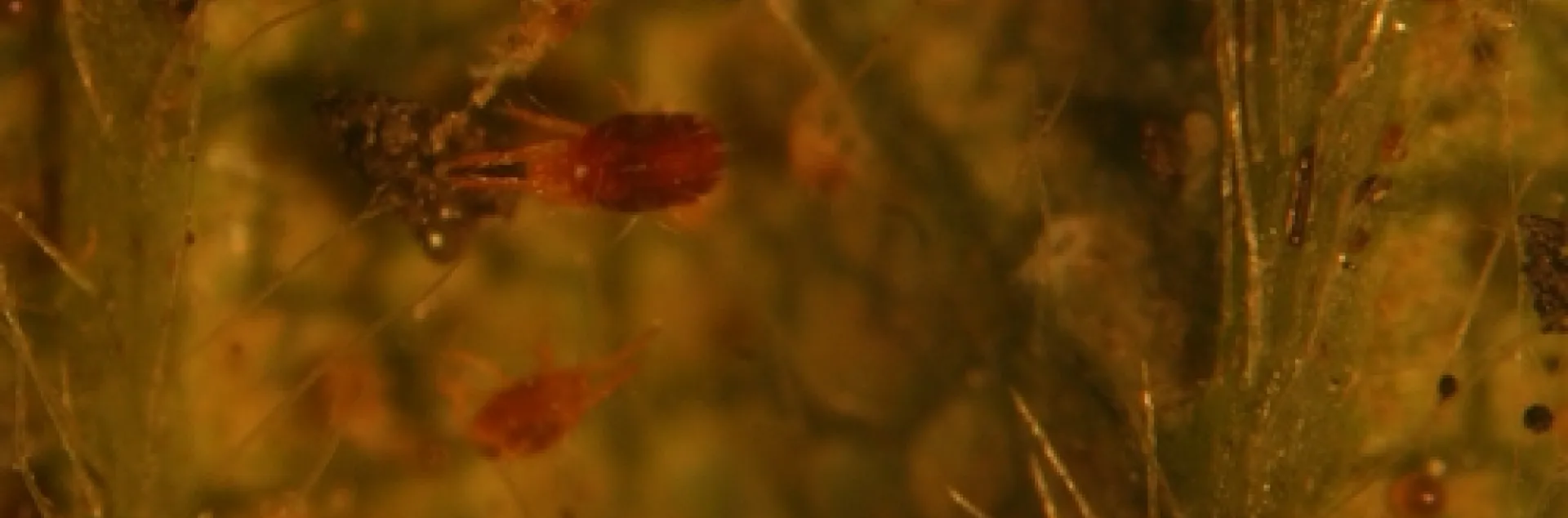 Closer view. Carmine mite among large infestation of twospotted spider mites. Note late stage twospotted mite nymph at upper left.