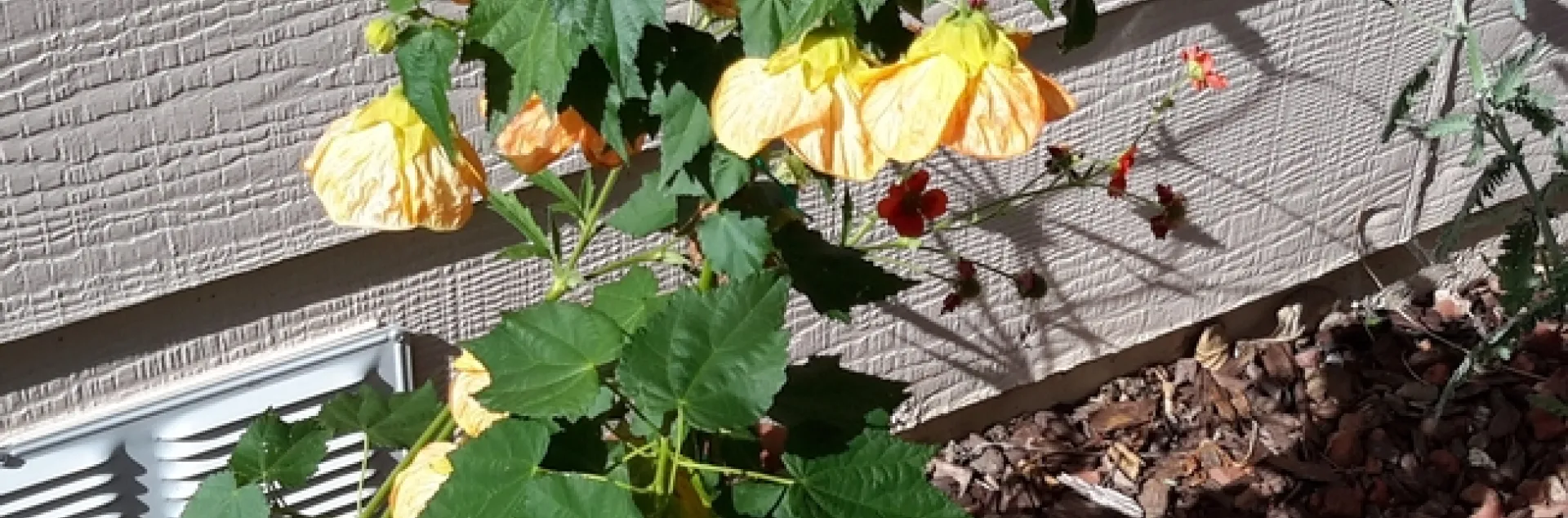 photos 1, 2, 3 by Betty Victor