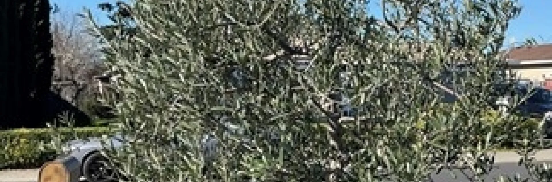 photo by Tina Saravia