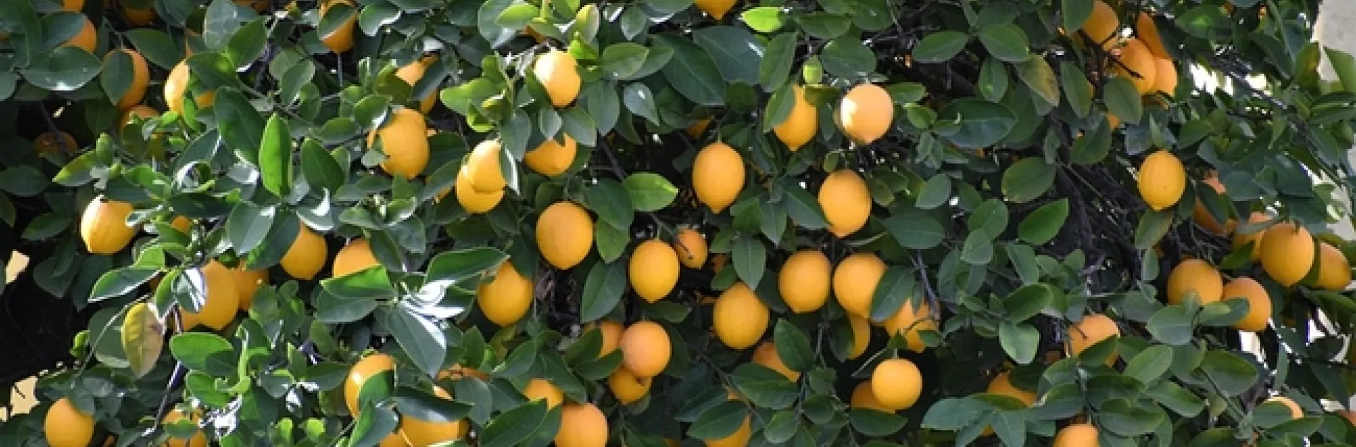 Bush full of bright yellow lemons.