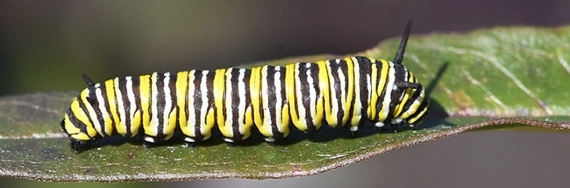 A winter monarch caterpillar munching on the remnants of milkweed on Jan. 23 in Vacaville, Calif. (Photo by Kathy Keatley Garvey)