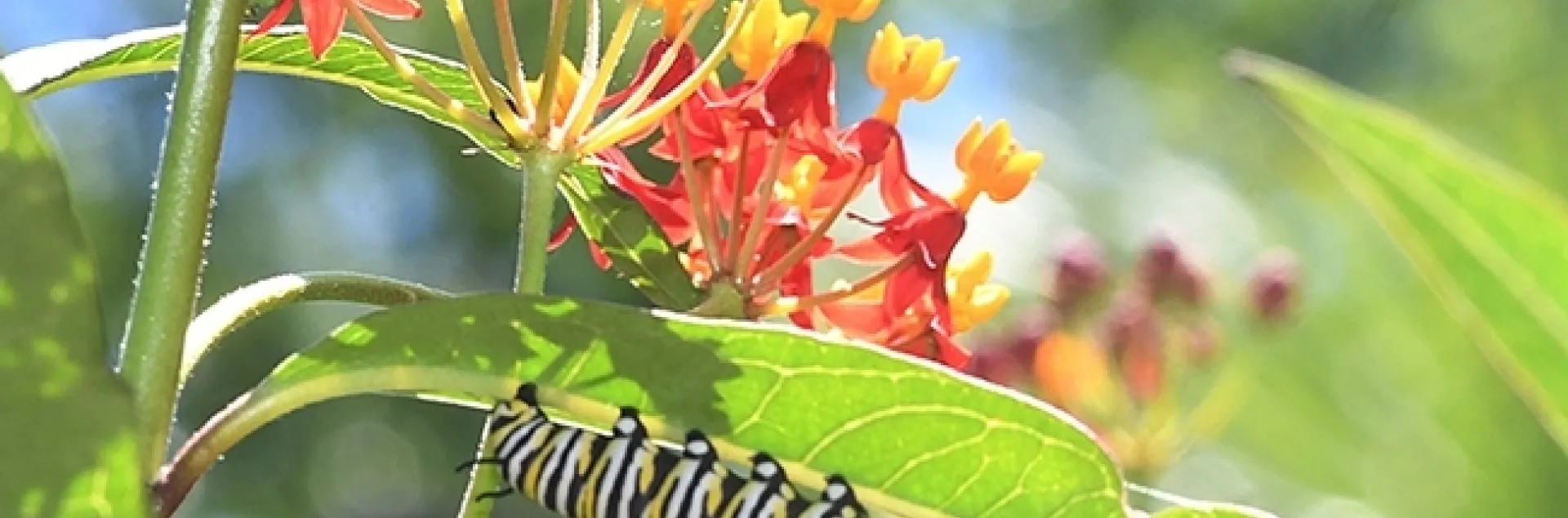 A monarch caterpillar and a honey bee sharing tropical milkweed, Asclepias curassavica, in the summer of 2020 in Vacaville, Calif. (Photo by Kathy Keatley Garvey)
