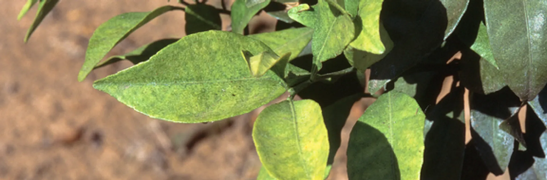 citrus red mite damage
