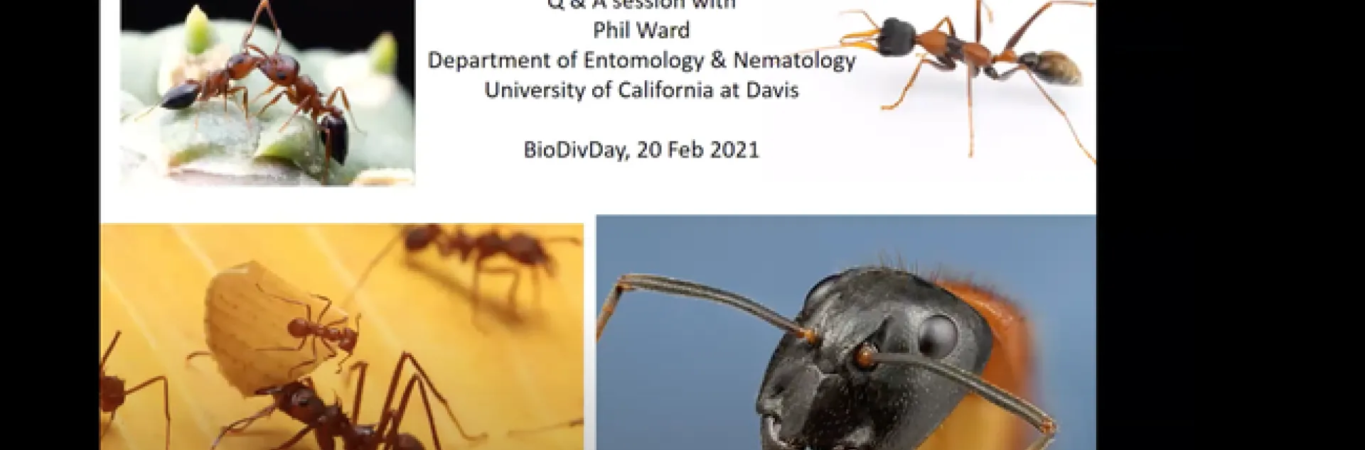 UC Davis Professor Phil Ward delivered a presentation on "All About Ants" at the UC Davis Biodiversity Museum Day/Month on Feb. 20. It is now on YouTube. Photos are by Alex Wild. (Screen shot)