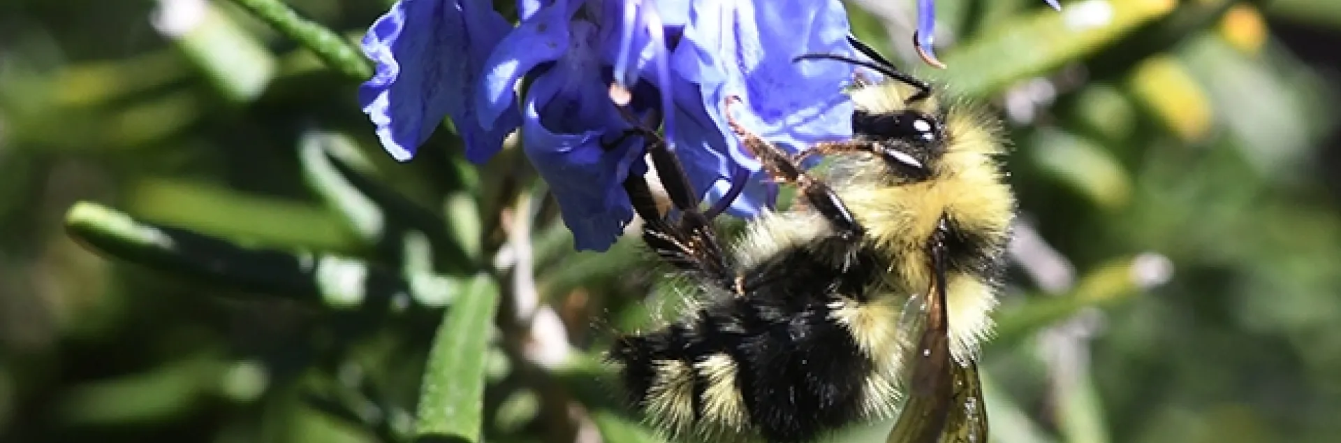 A black-tailed bumble bee, Bombus melanopygus, foraging on rosemary at the Benicia Capitol State Historic Park on Feb. 23, 2021. (Photo by Kathy Keatley Garvey)