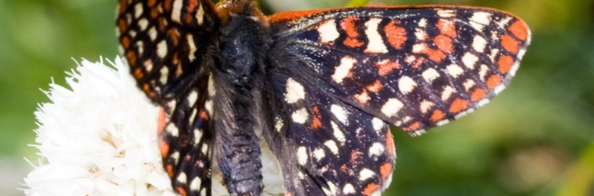 Edith’s checkerspot (Euphydryas editha) is one of the species declining in at least two datasets quoted in the Science publication. (Photo courtesy of Walter Siegmund, Wikipedia)