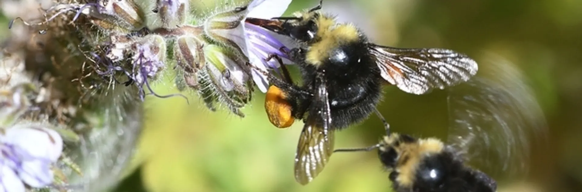 Two bumble bees, Bombus vandykei, seek the same Phacellia plant on the UC Davis central campus in this 2017 photo. (Photo by Kathy Keatley Garvey)