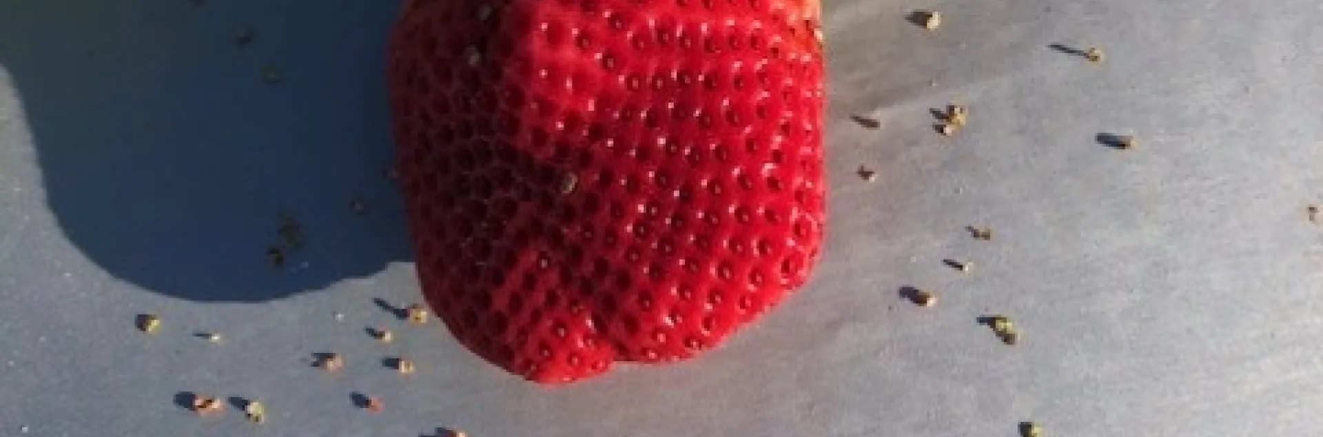 Clear damage from bird feeding on what many know to be the seeds of strawberry.