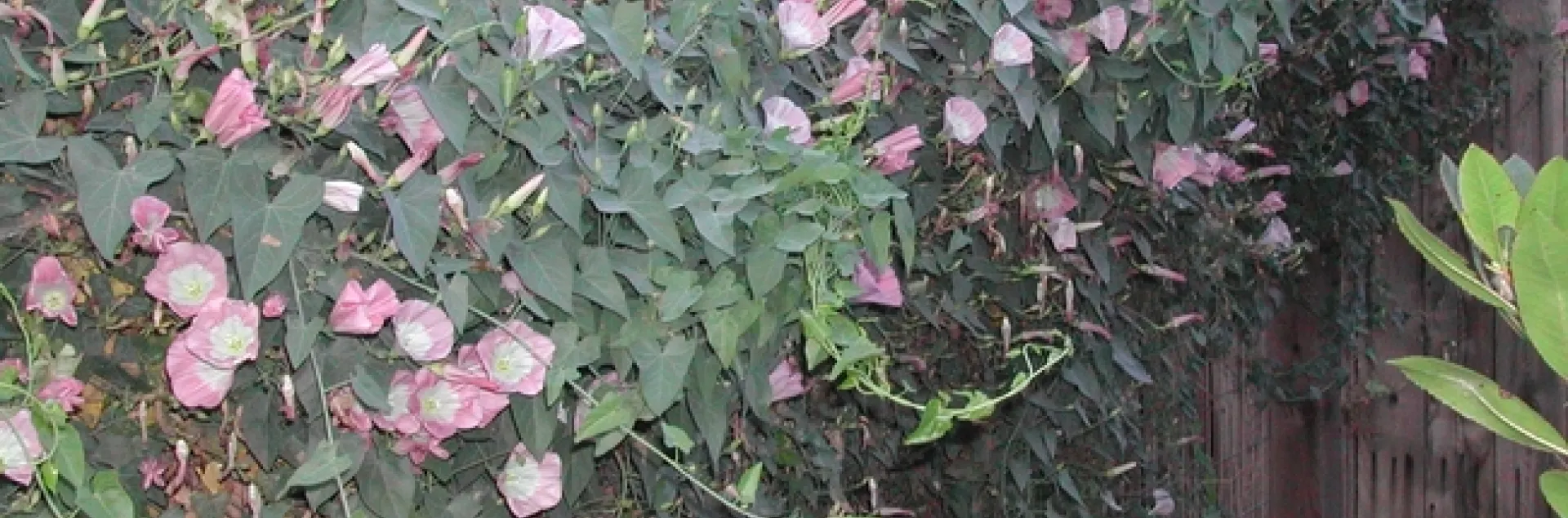 Western morning glory vine on fence
