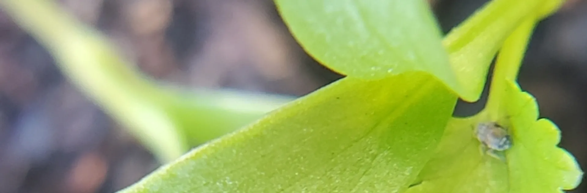 Cilantro 2 cotyledon leaves and 1 true leaf - Photo Paula P.